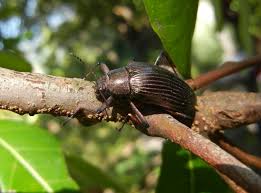 Campsiomorpha formosana